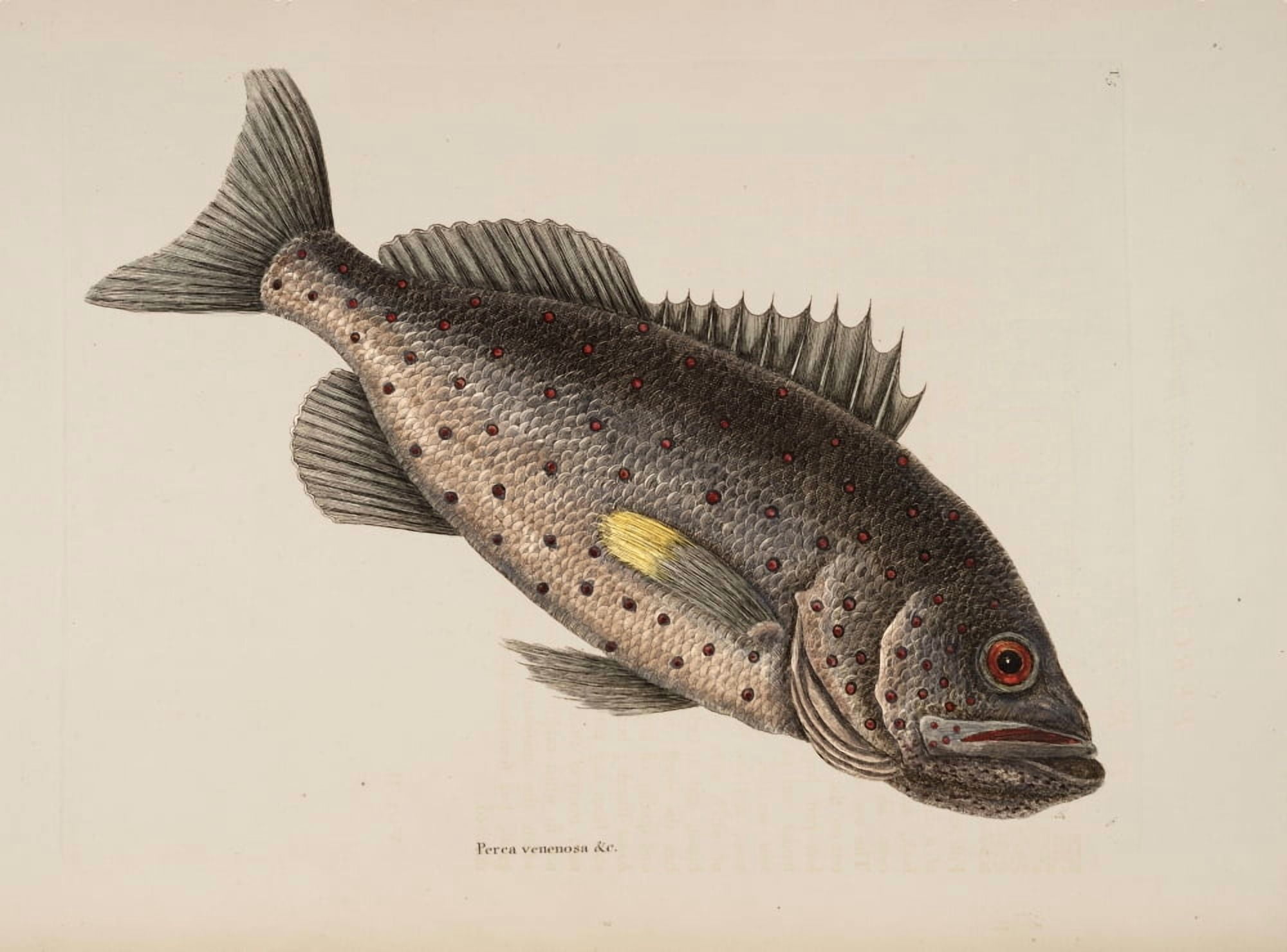 Rock-fish Canvas Art - Mark Catesby (18 x 24)