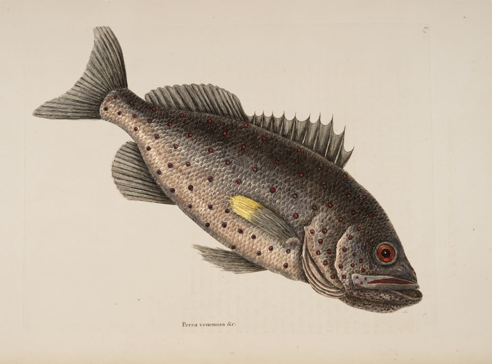 Rock-fish Canvas Art - Mark Catesby (24 x 36)