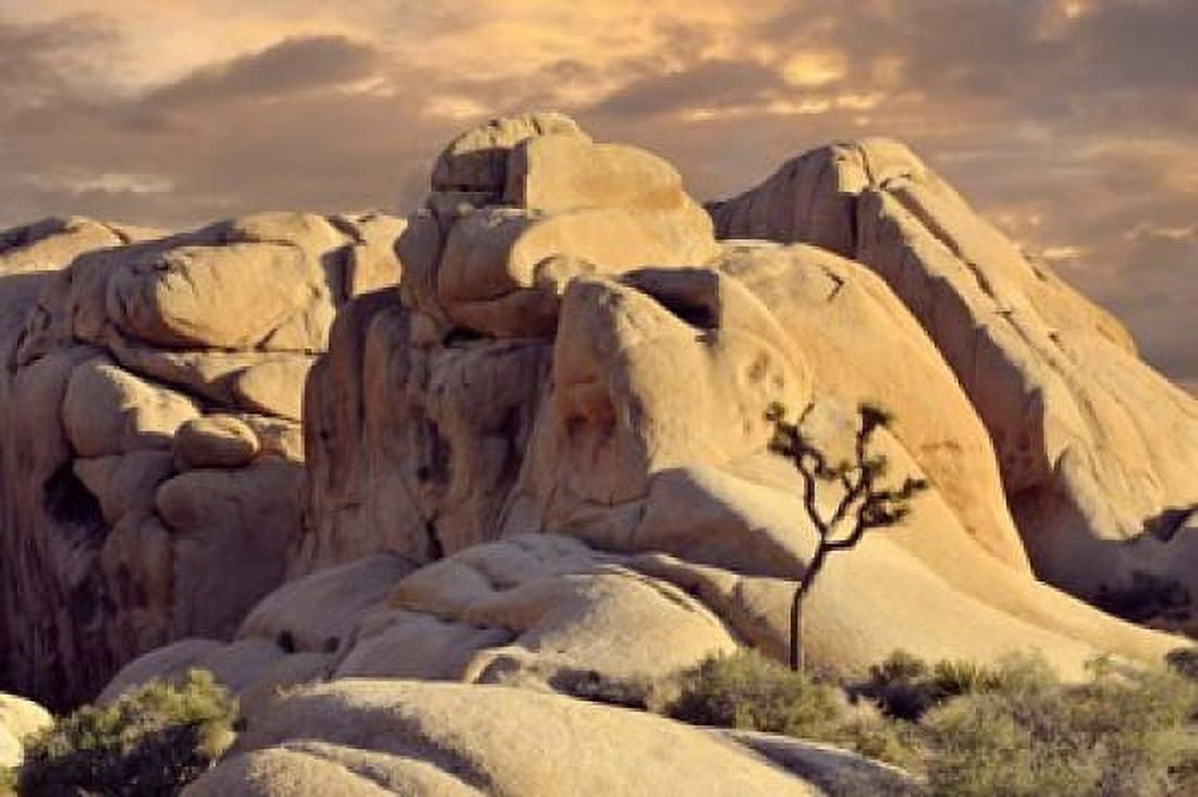 Rock formations and Joshua tree at Joshua Tree National Park California USA Canvas Art - Panoramic Images (36 x 24)