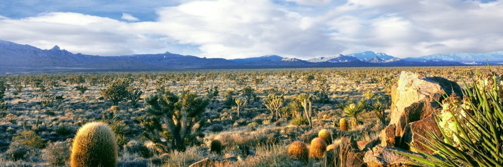 Rock formations on a landscape Mojave National Preserve San Bernardino County California USA Canvas Art - Panoramic Images (12 x 36)