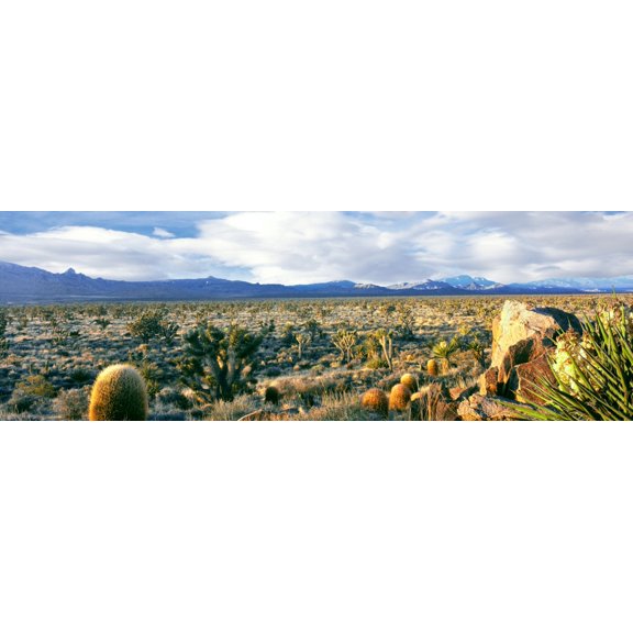 Rock formations on a landscape Mojave National Preserve San Bernardino County California USA Canvas Art - Panoramic Images (12 x 36)