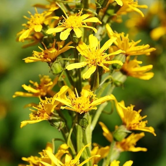 The Rocket Ligularia Flower Root - Grows Great in Shade - Deer Resistant - Grows Well In Containers - Perennializing - Easy to Grow Live Plants - Outdoor Garden