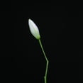 thumbnail image 1 of Rocket Science - Snake - Music & Performance - CD, 1 of 2