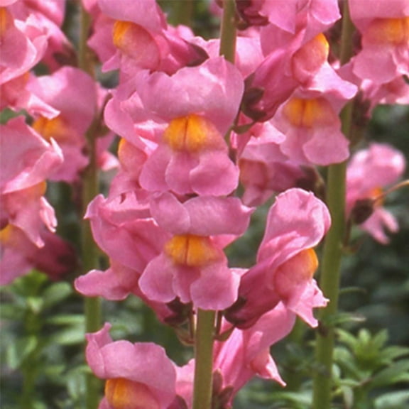 Rocket Series Snapdragon Rose ~50 Seeds—Antirrhinum majus—115-121 Days—30-36" Upright Spikes—AAS Winner—Mixed Colors – Cut Flower Favorite—Full Sun—Annual—Heirloom Quality