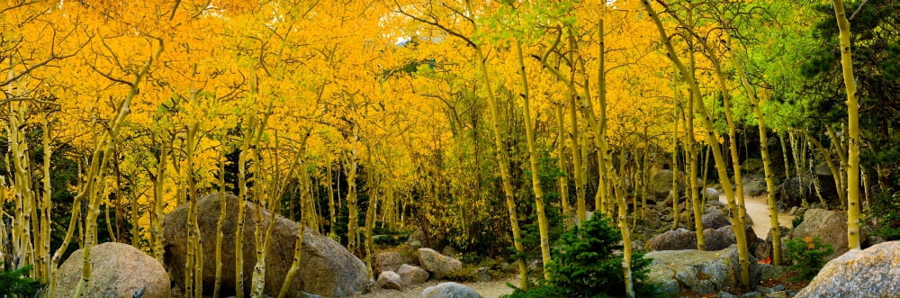 Rocks and trees in a forest Glacier Gorge Trailhead Colorado USA Canvas Art - Panoramic Images (12 x 36)
