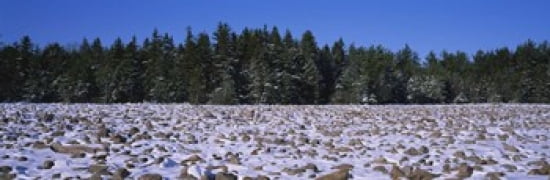 Rocks in snow covered landscape Hickory Run State Park Pocono Mountains Pennsylvania USA Canvas Art - Panoramic Images (36 x 12)