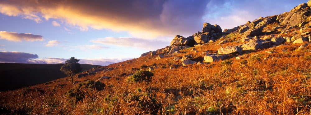 Rocks on a hill Dartmoor Devon England Canvas Art - Panoramic Images (36 x 12)