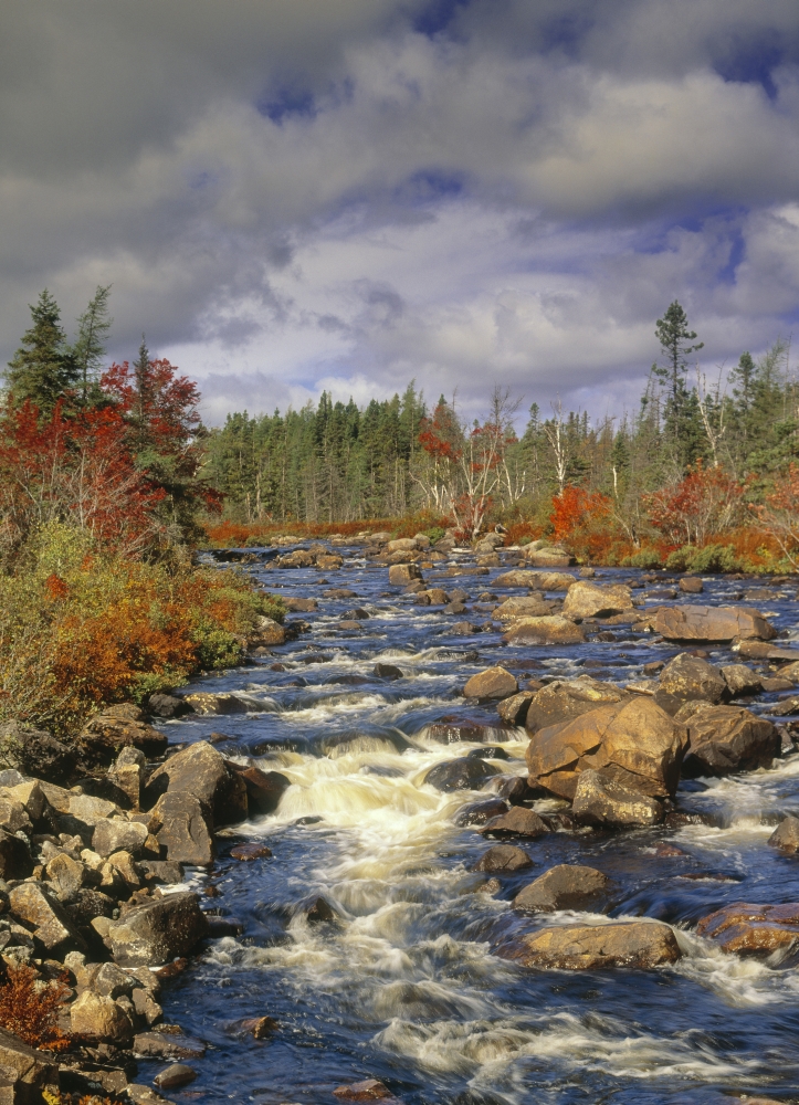 Rocky Brook And Fall Colours Newfoundland Canada Canvas Art - Darwin Wiggett Design Pics (22 x 32)