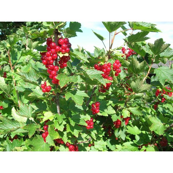 Rocky Creek Candles - Wild Currant - Shower Gel