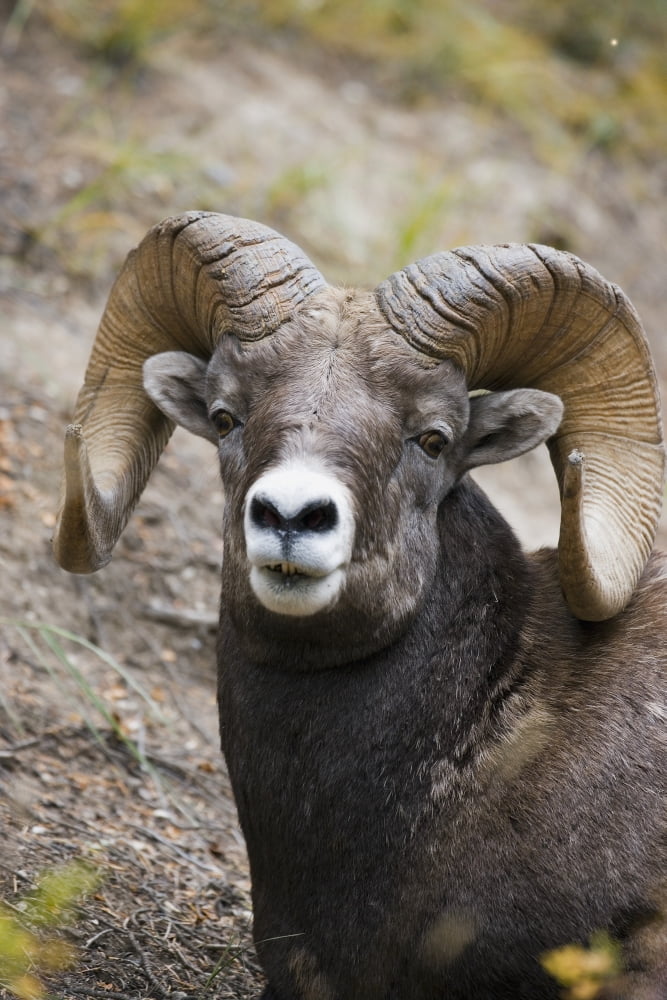 Rocky Mountain Bighorn Sheep Canvas Art - Carson Ganci Design Pics (22 x 34)