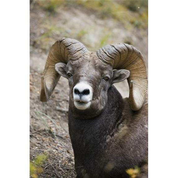 Rocky Mountain Bighorn Sheep Poster Print by Carson Ganci, 22 x 34 - Large