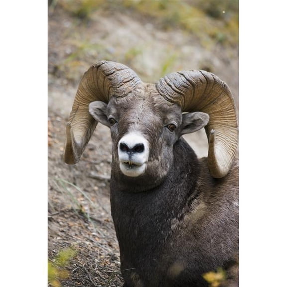 Rocky Mountain Bighorn Sheep Poster Print by Carson Ganci, 22 x 34 - Large