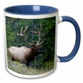 thumbnail image 1 of 3drose, Rocky Mountain Bull Elk, Alberta, 15oz Two-tone Blue Mug, 1 of 6