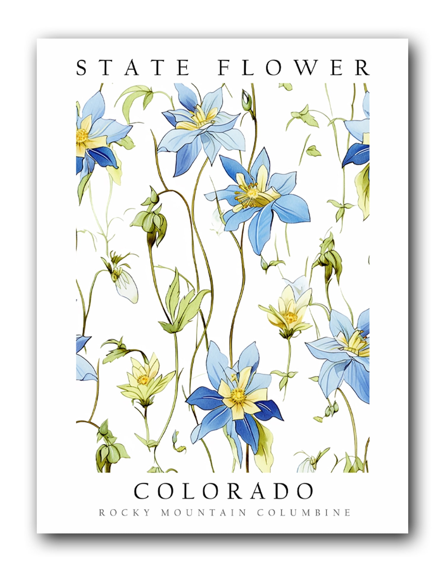 Rocky Mountain Columbine, Colorado State Flower, Poster Print