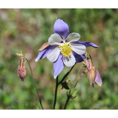Rocky Mountain Columbine Live Plants in 3.25" Grower Pots (4 Count)