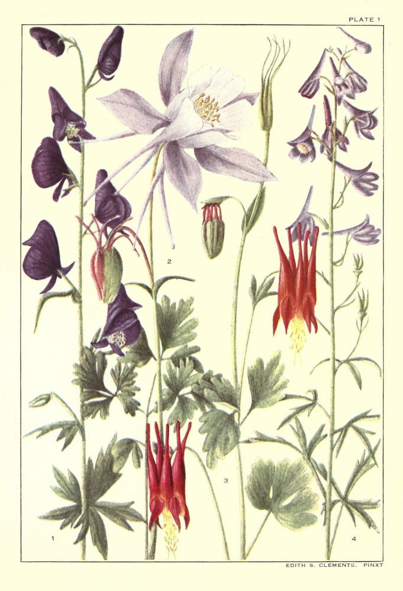 Rocky Mountain Flowers 1914 Plate 1 Canvas Art - Unknown (18 x 24)