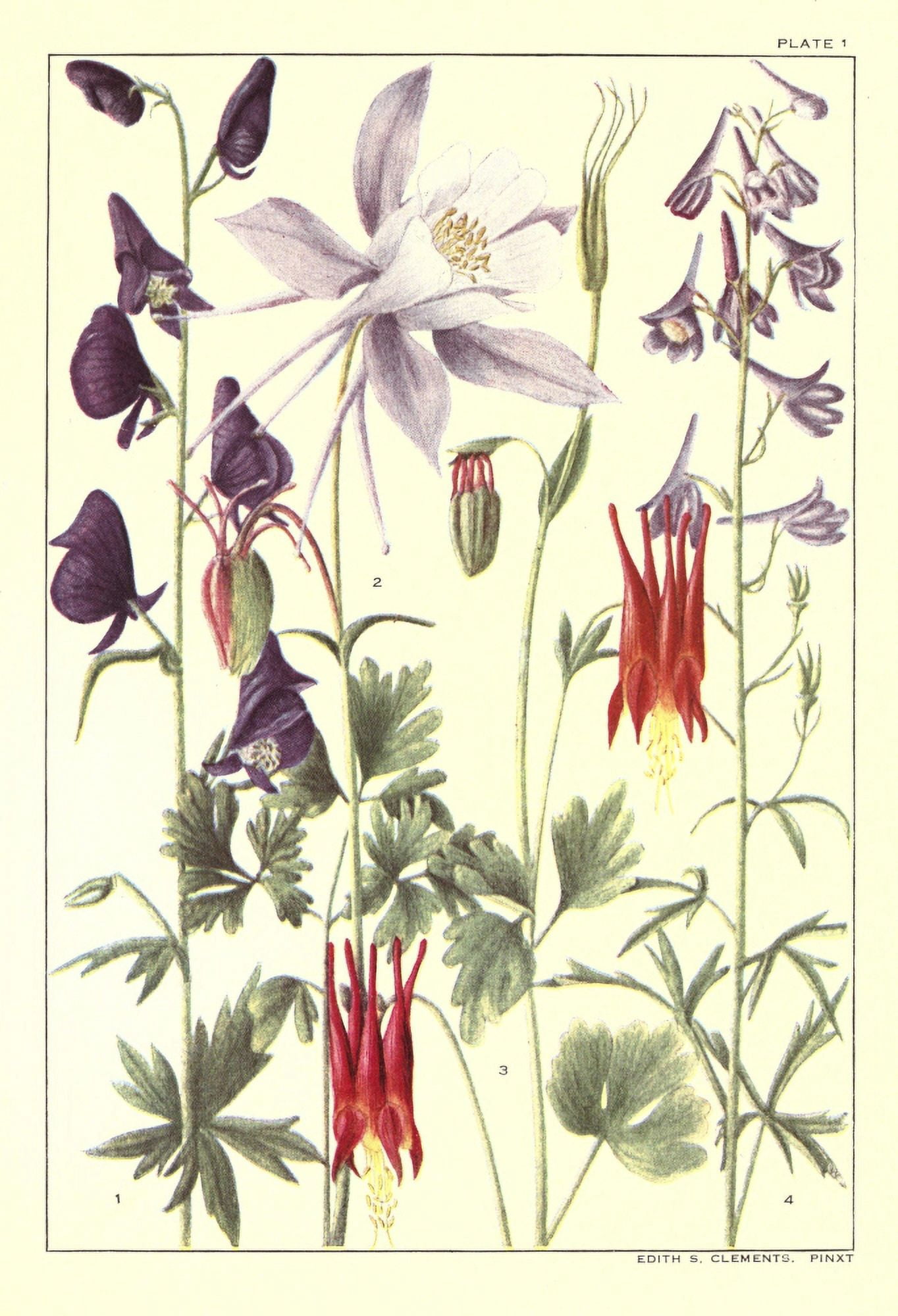 Rocky Mountain Flowers 1914 Plate 1 Canvas Art - Unknown (24 x 36)