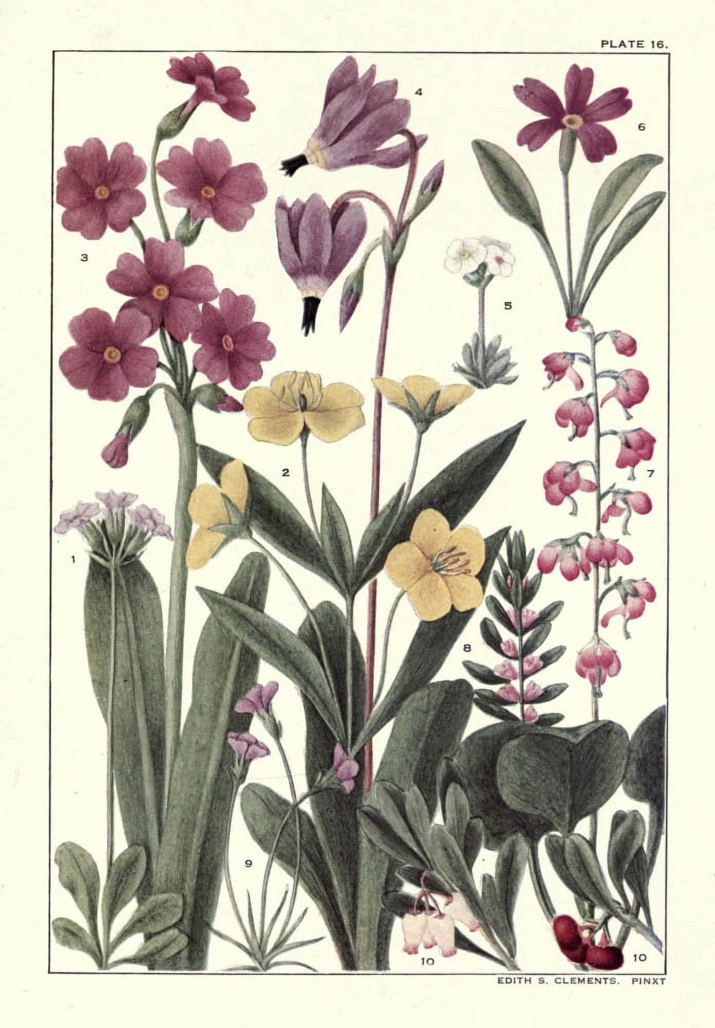 Rocky Mountain Flowers 1914 Plate 16 Canvas Art - Unknown (18 x 24)