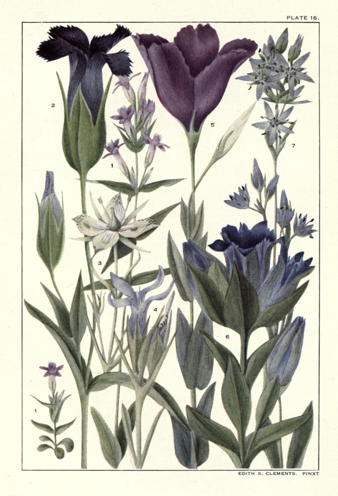 Rocky Mountain Flowers 1914 Plate 18 Canvas Art - Unknown (24 x 36)
