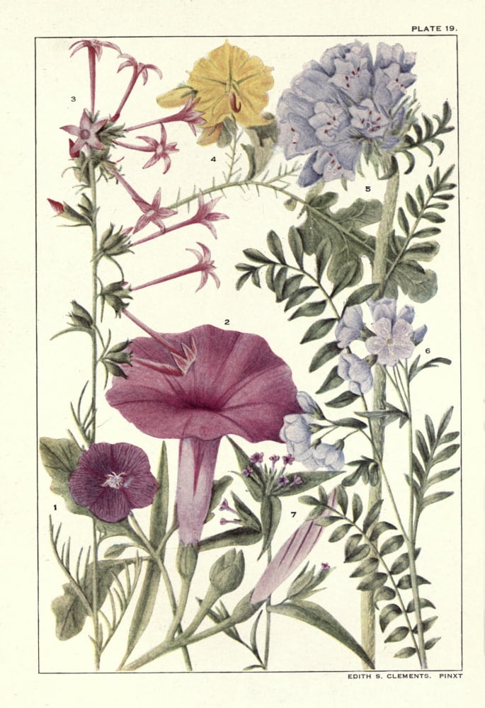 Rocky Mountain Flowers 1914 Plate 19 Canvas Art - Unknown (18 x 24)
