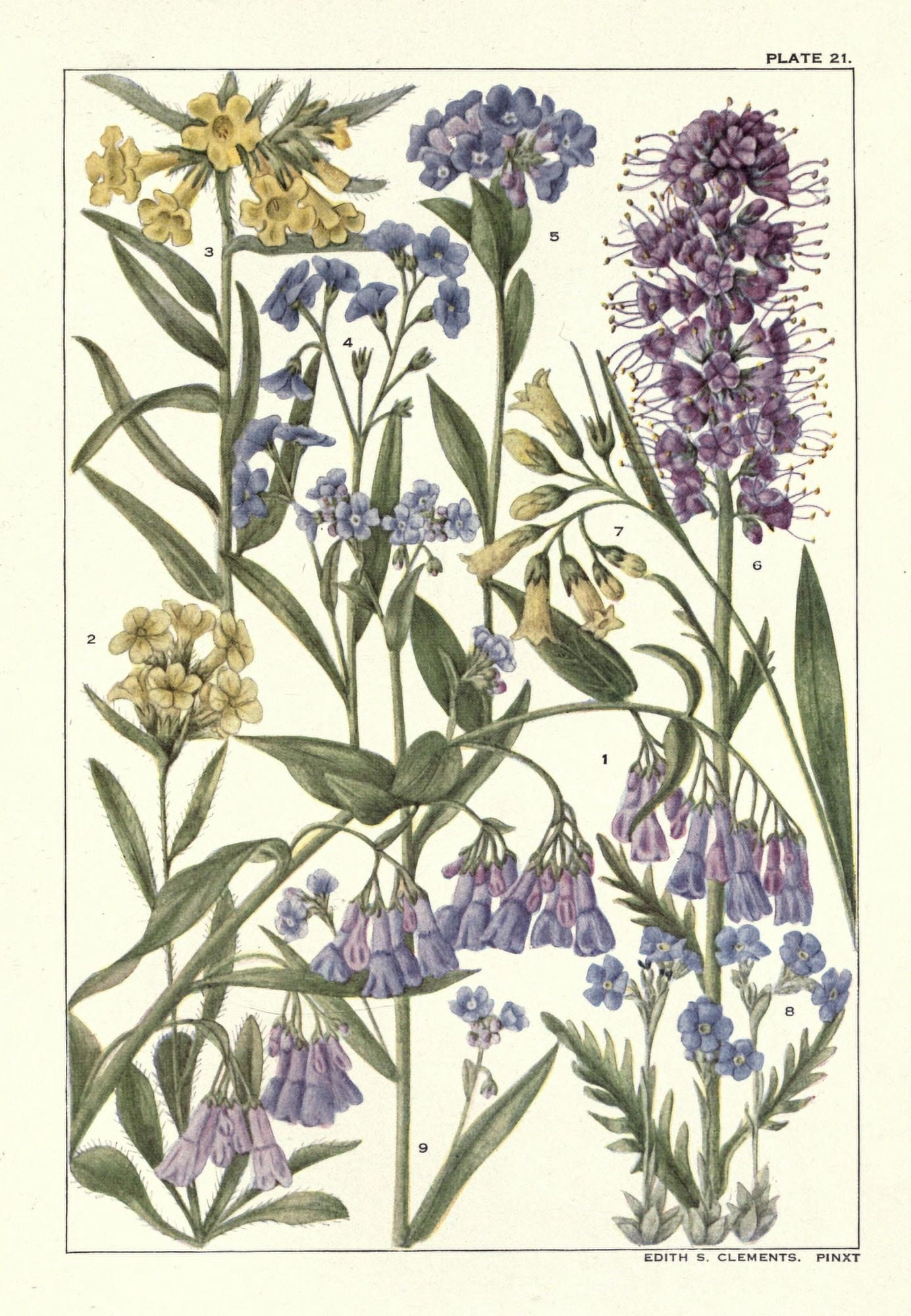 Rocky Mountain Flowers 1914 Plate 21 Canvas Art - Unknown (18 x 24)