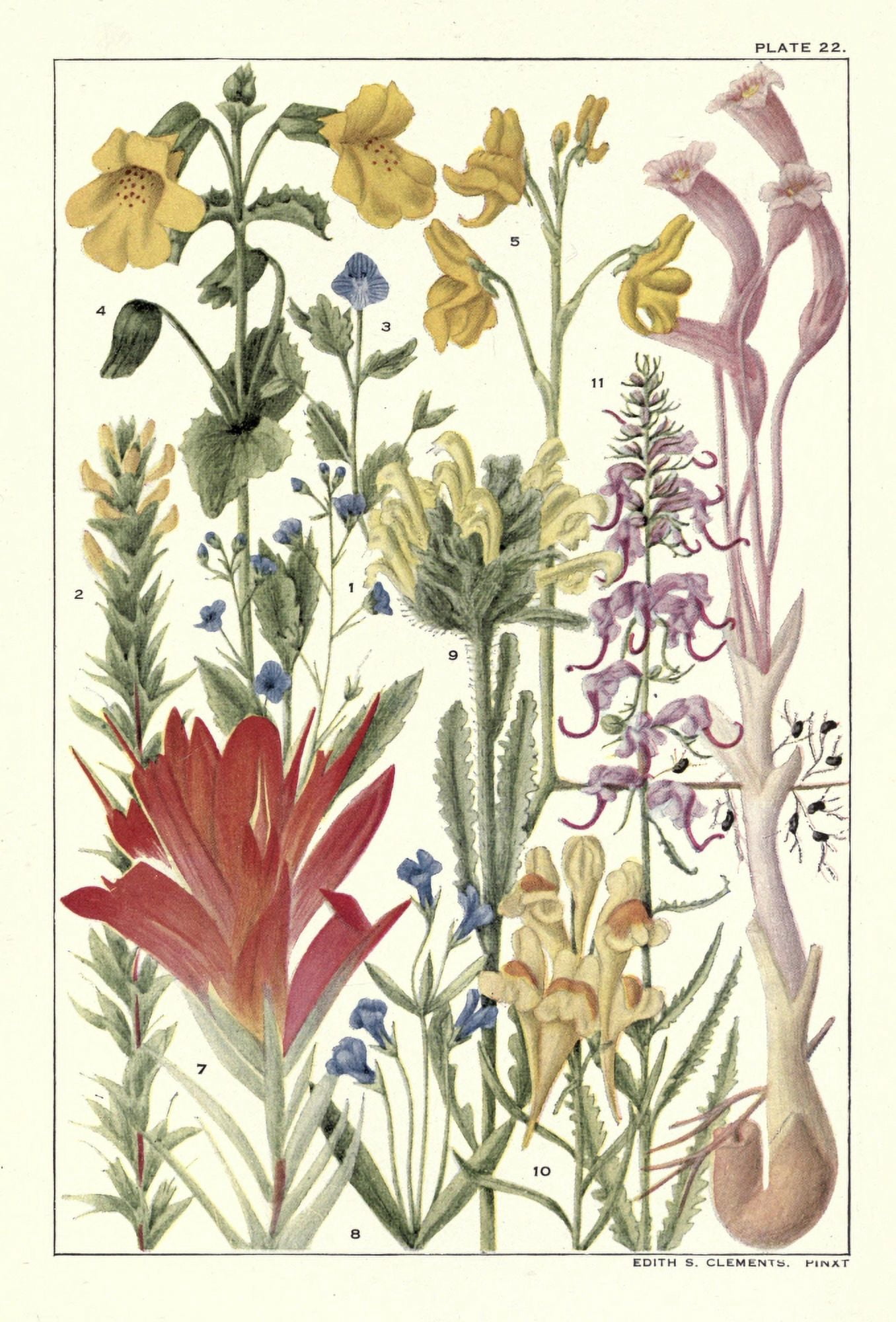 Rocky Mountain Flowers 1914 Plate 22 Canvas Art - Unknown (18 x 24)