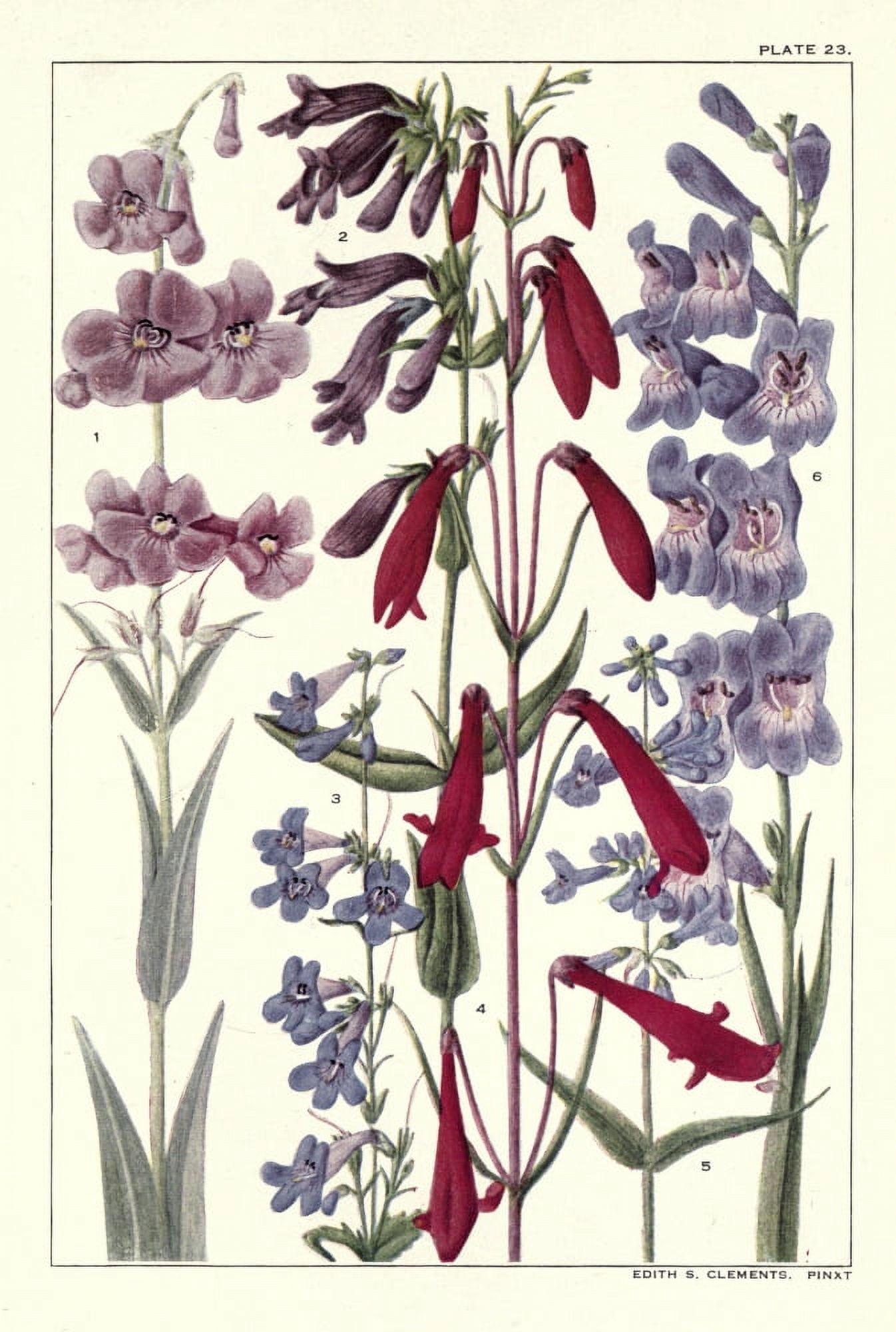 Rocky Mountain Flowers 1914 Plate 23 Canvas Art - Unknown (18 x 24)