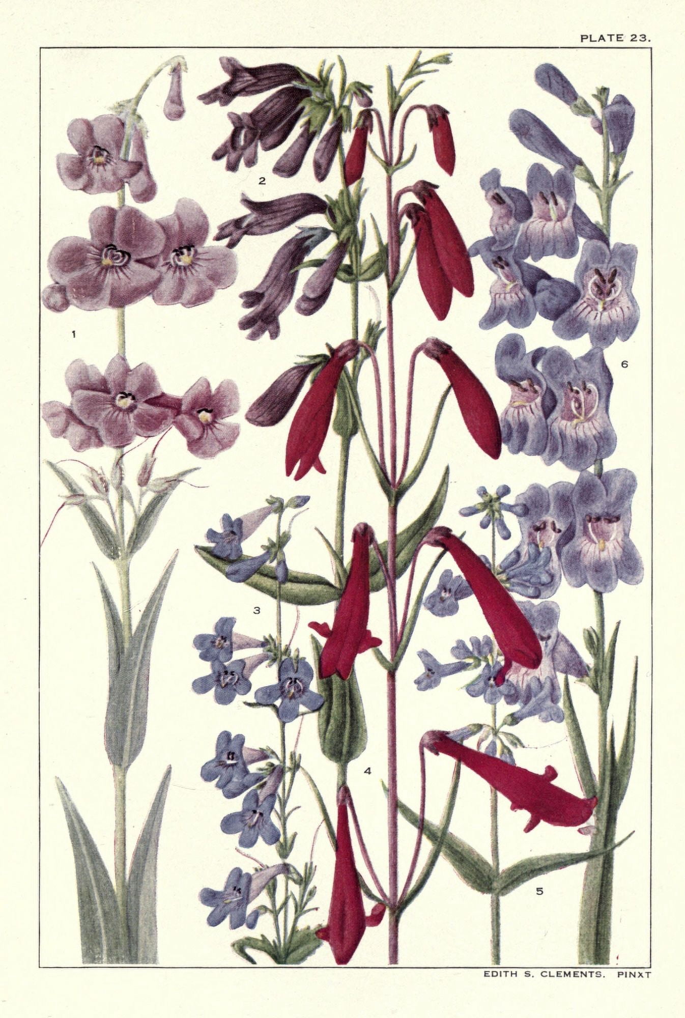 Rocky Mountain Flowers 1914 Plate 23 Canvas Art - Unknown (24 x 36)