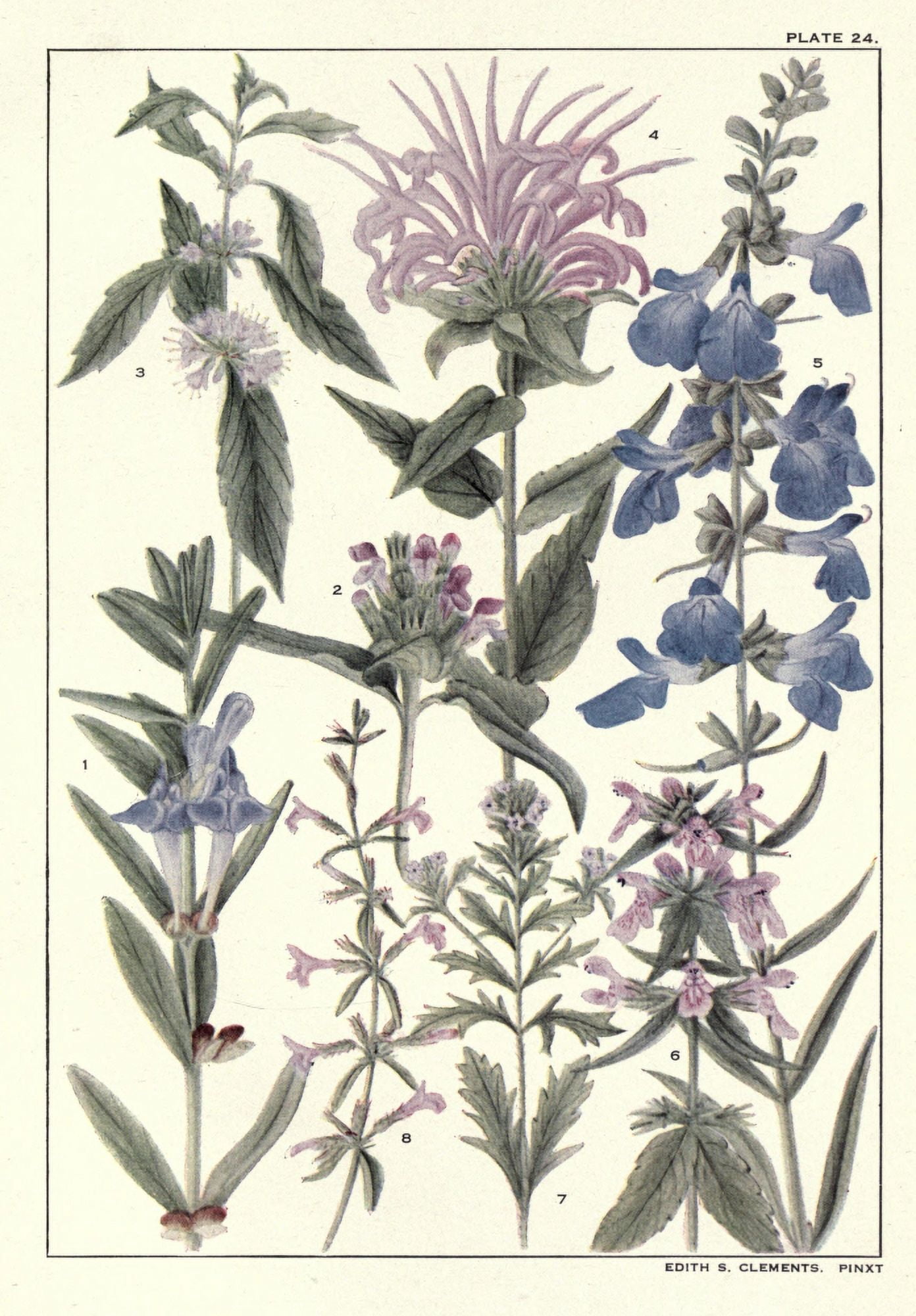 Rocky Mountain Flowers 1914 Plate 24 Canvas Art - Unknown (24 x 36)