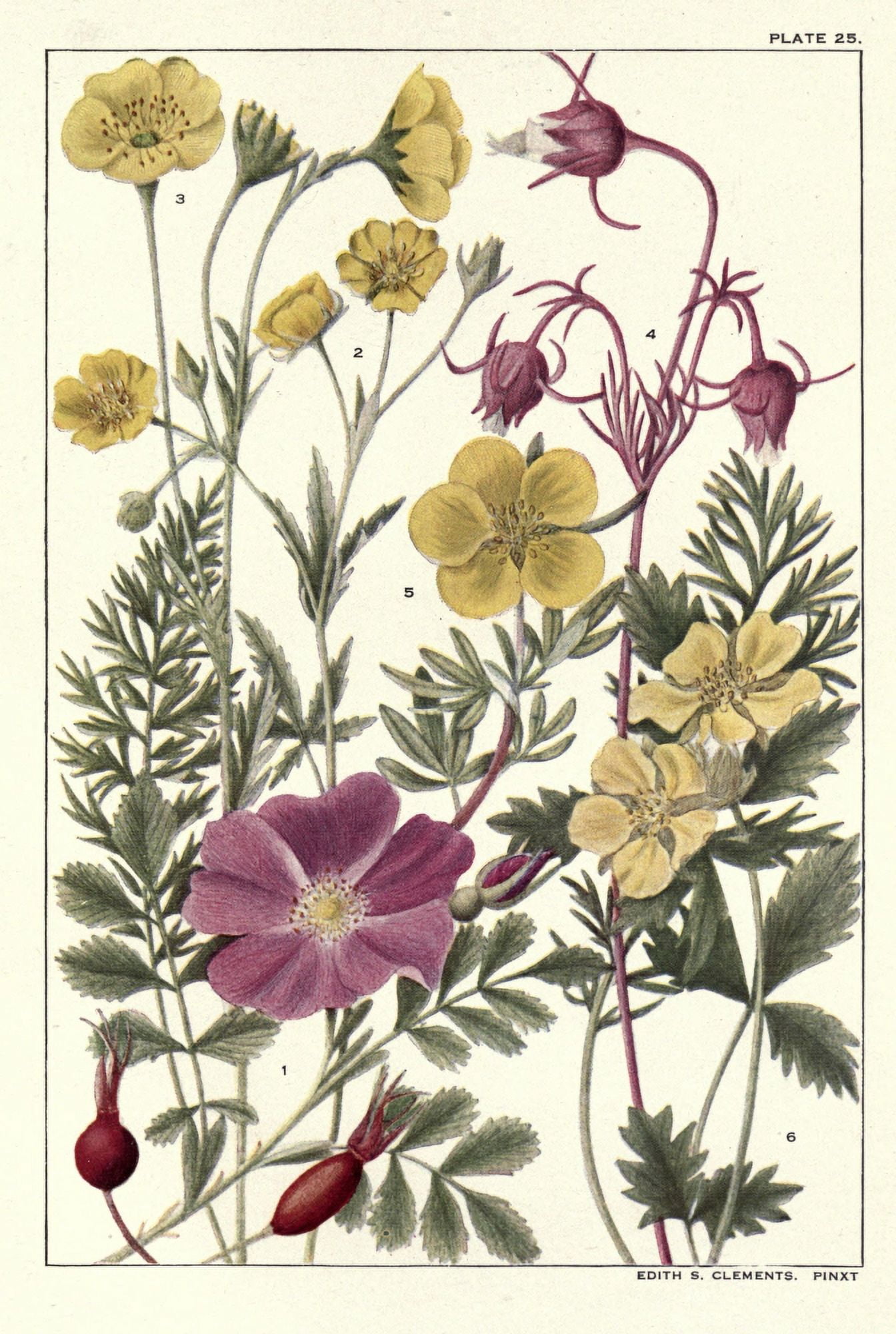 Rocky Mountain Flowers 1914 Plate 25 Canvas Art - Unknown (24 x 36)