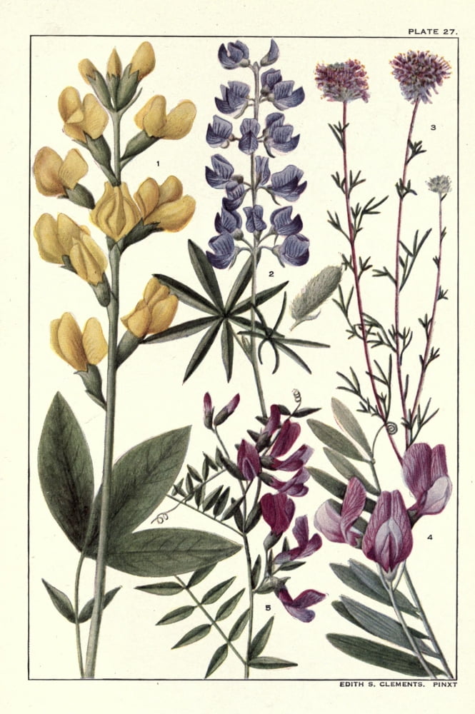 Rocky Mountain Flowers 1914 Plate 27 Canvas Art - Unknown (24 x 36)