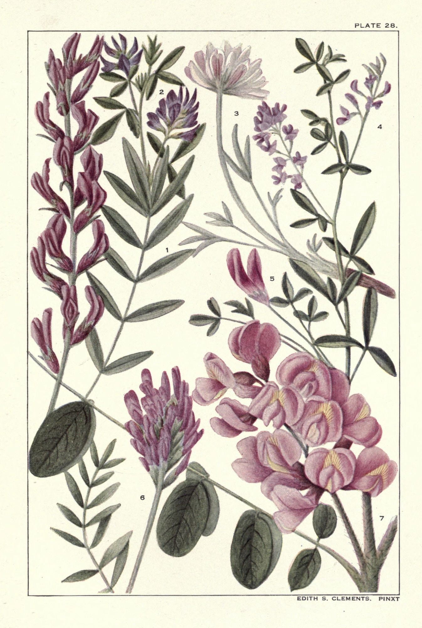 Rocky Mountain Flowers 1914 Plate 28 Canvas Art - Unknown (18 x 24)
