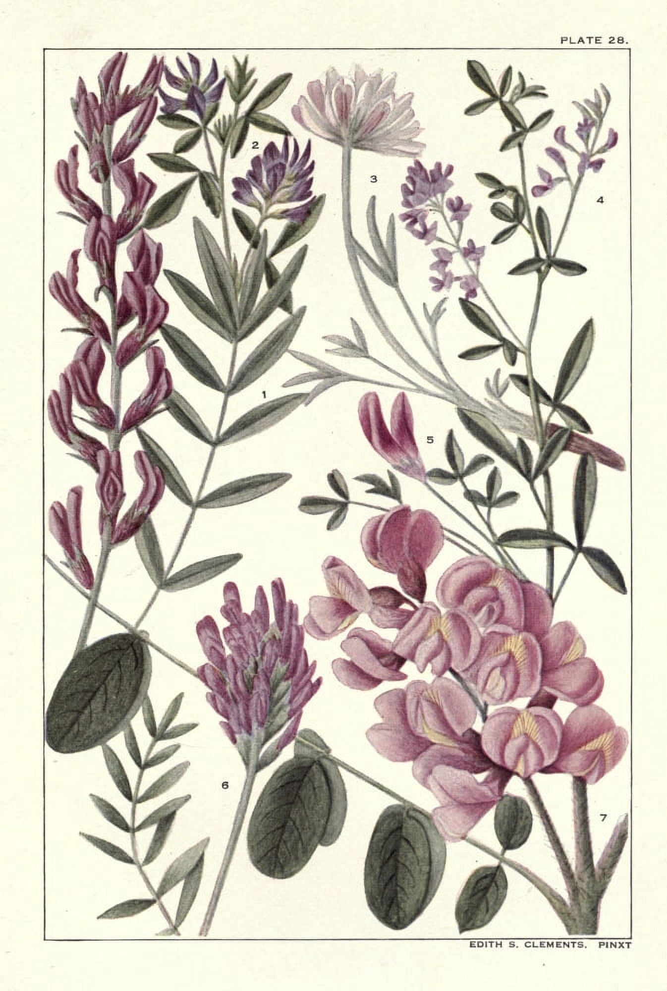 Rocky Mountain Flowers 1914 Plate 28 Canvas Art - Unknown (24 x 36)