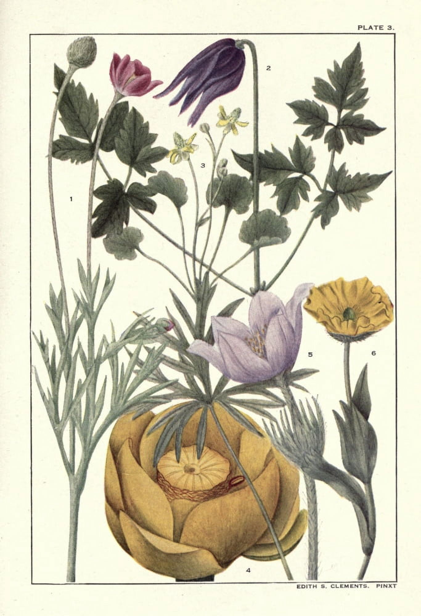 Rocky Mountain Flowers 1914 Plate 3 Canvas Art - Unknown (18 x 24)