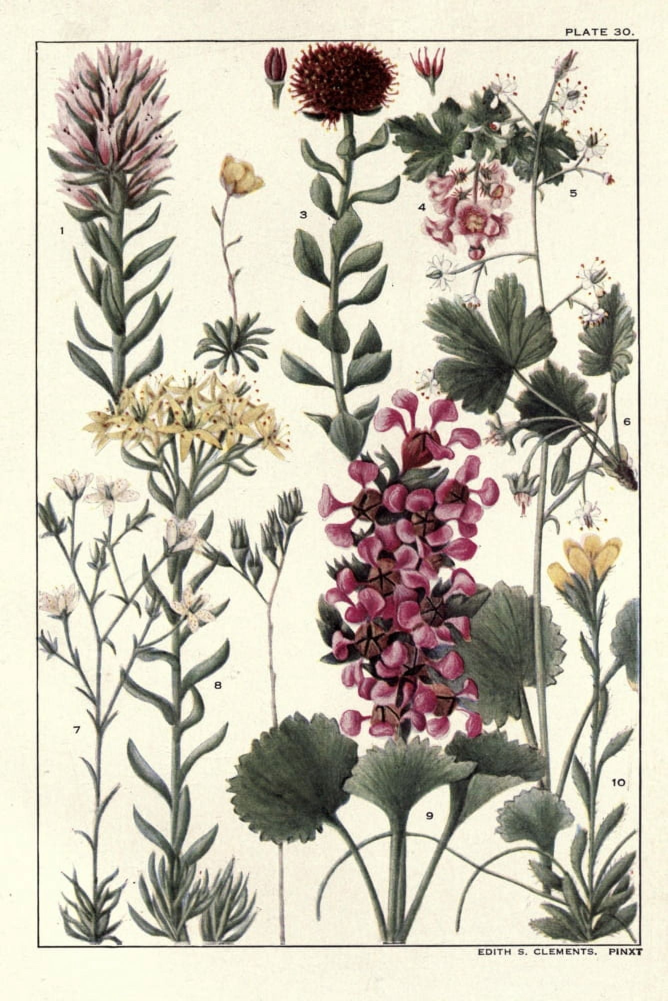 Rocky Mountain Flowers 1914 Plate 30 Canvas Art - Unknown (18 x 24)