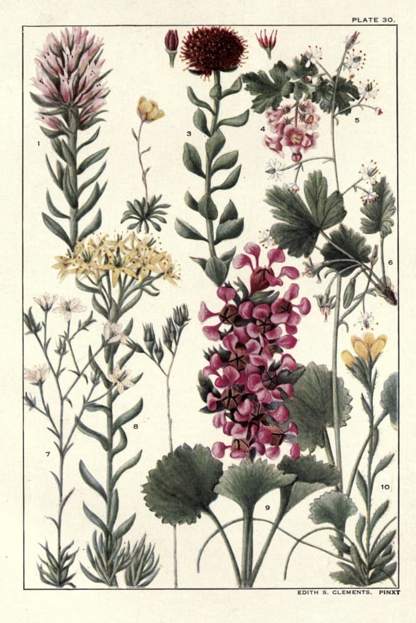 Rocky Mountain Flowers 1914 Plate 30 Canvas Art - Unknown (24 x 36)