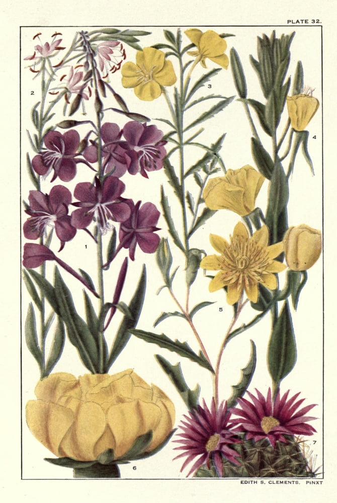 Rocky Mountain Flowers 1914 Plate 32 Canvas Art - Unknown (24 x 36)