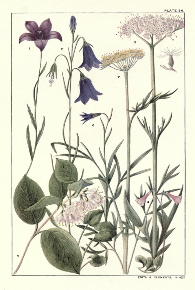 Rocky Mountain Flowers 1914 Plate 36 Canvas Art - Unknown (18 x 24)