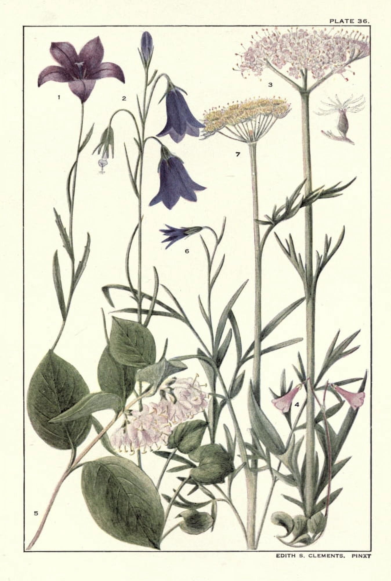 Rocky Mountain Flowers 1914 Plate 36 Canvas Art - Unknown (24 x 36)