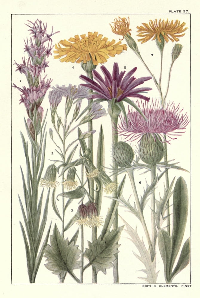 Rocky Mountain Flowers 1914 Plate 37 Canvas Art - Unknown (18 x 24)