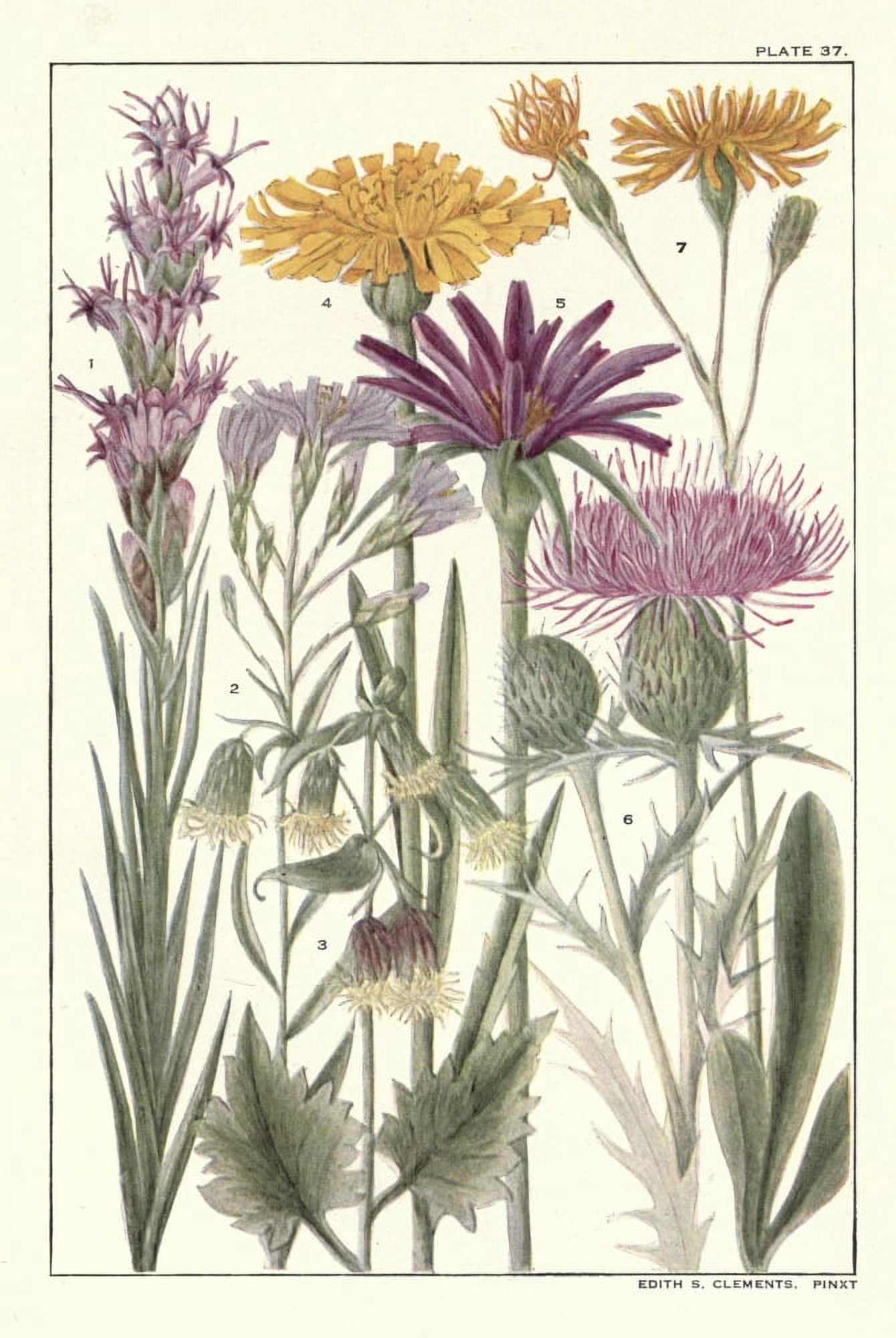 Rocky Mountain Flowers 1914 Plate 37 Canvas Art - Unknown (24 x 36)