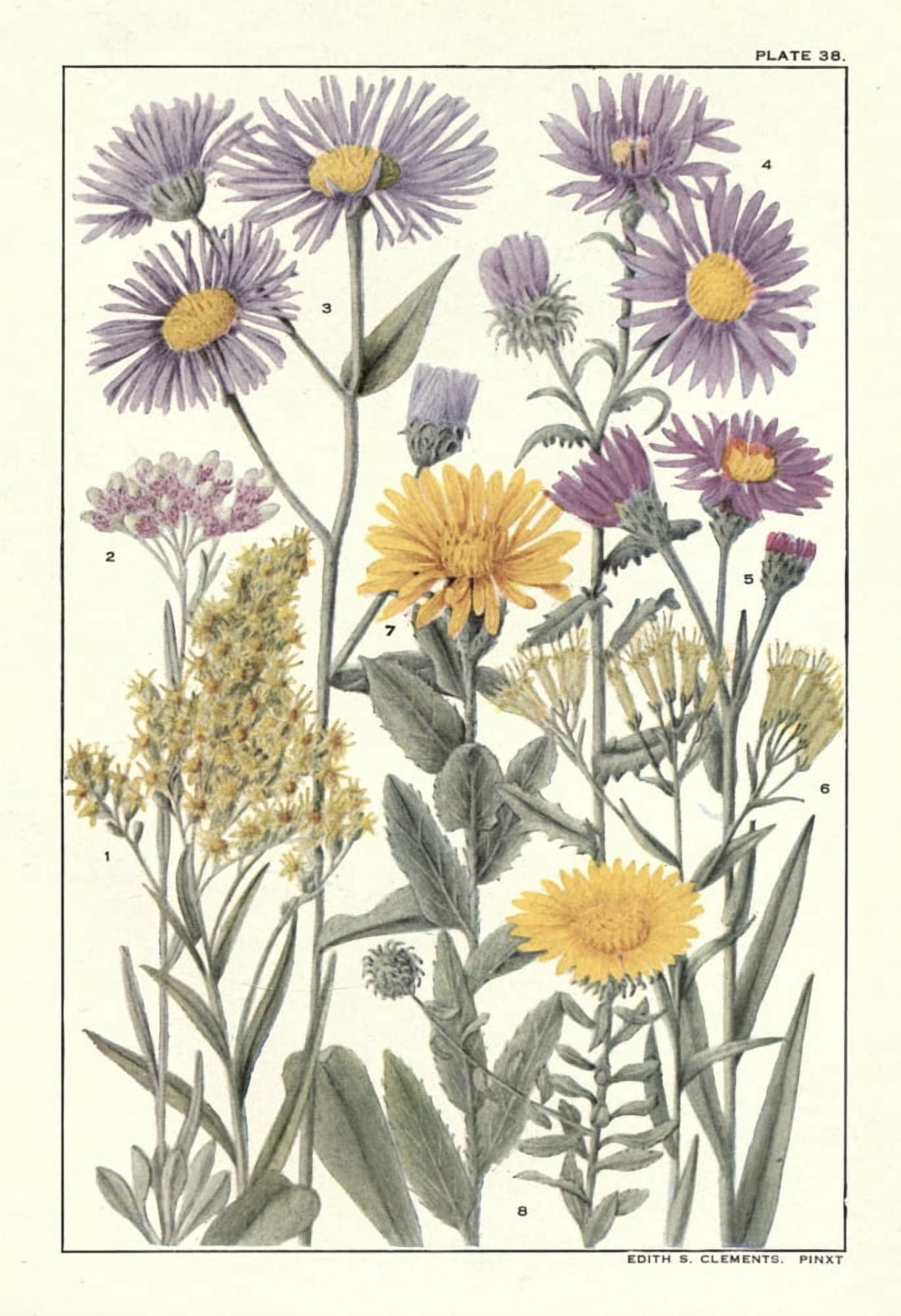 Rocky Mountain Flowers 1914 Plate 38 Canvas Art - Unknown (18 x 24)