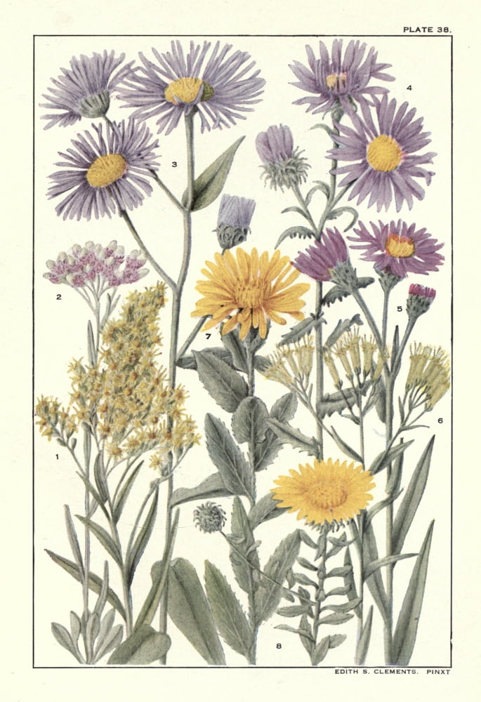 Rocky Mountain Flowers 1914 Plate 38 Canvas Art - Unknown (24 x 36)