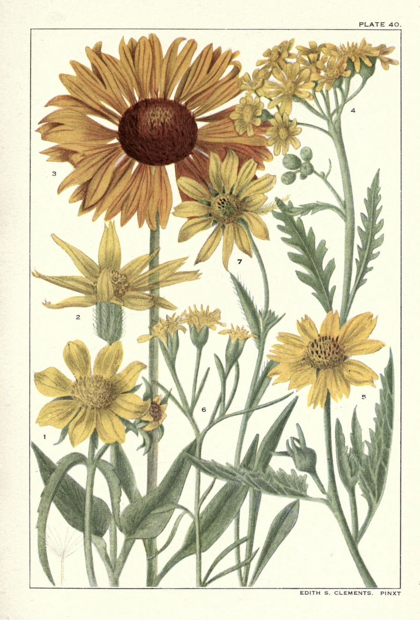 Rocky Mountain Flowers 1914 Plate 40 Canvas Art - Unknown (24 x 36)