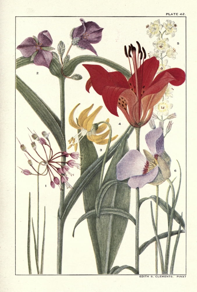 Rocky Mountain Flowers 1914 Plate 42 Canvas Art - Unknown (18 x 24)