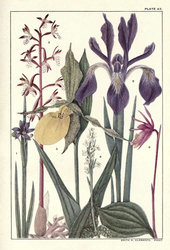 Rocky Mountain Flowers 1914 Plate 43 Canvas Art - Unknown (24 x 36)