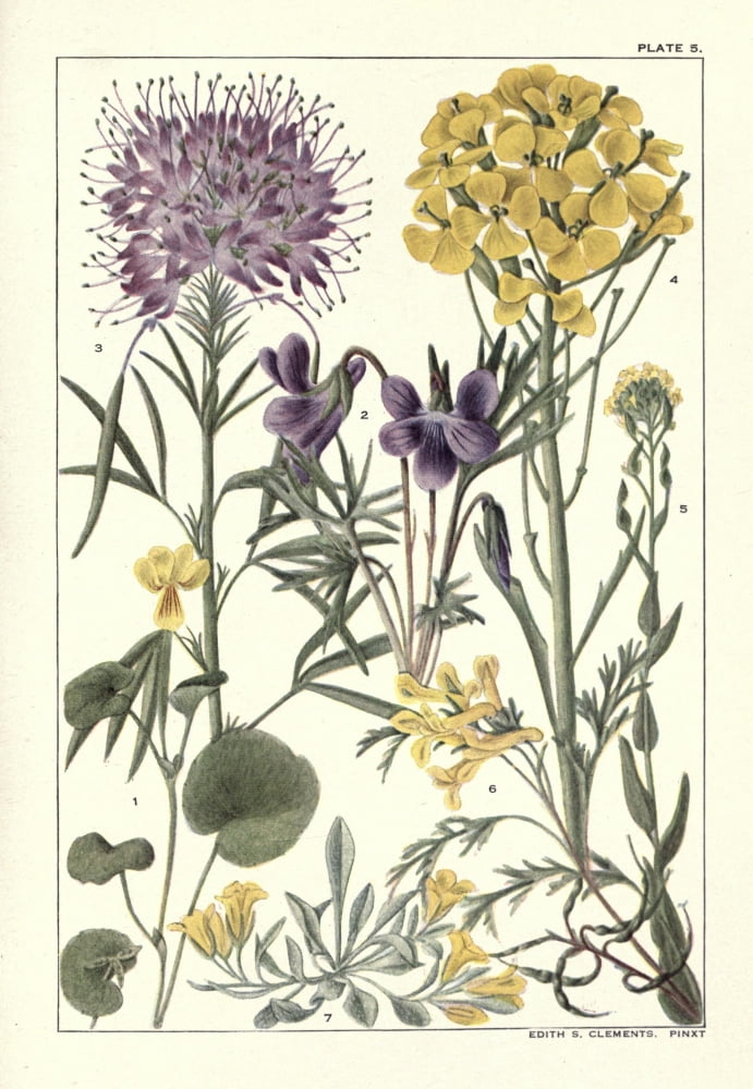 Rocky Mountain Flowers 1914 Plate 5 Canvas Art - Unknown (18 x 24)