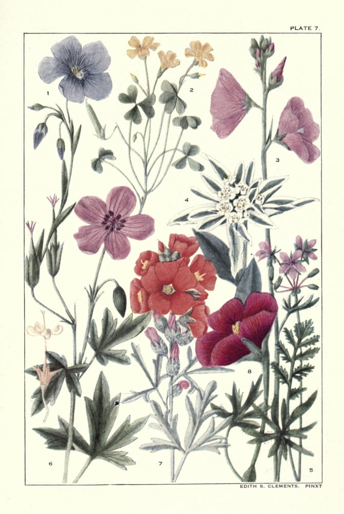 Rocky Mountain Flowers 1914 Plate 7 Canvas Art - Unknown (18 x 24)