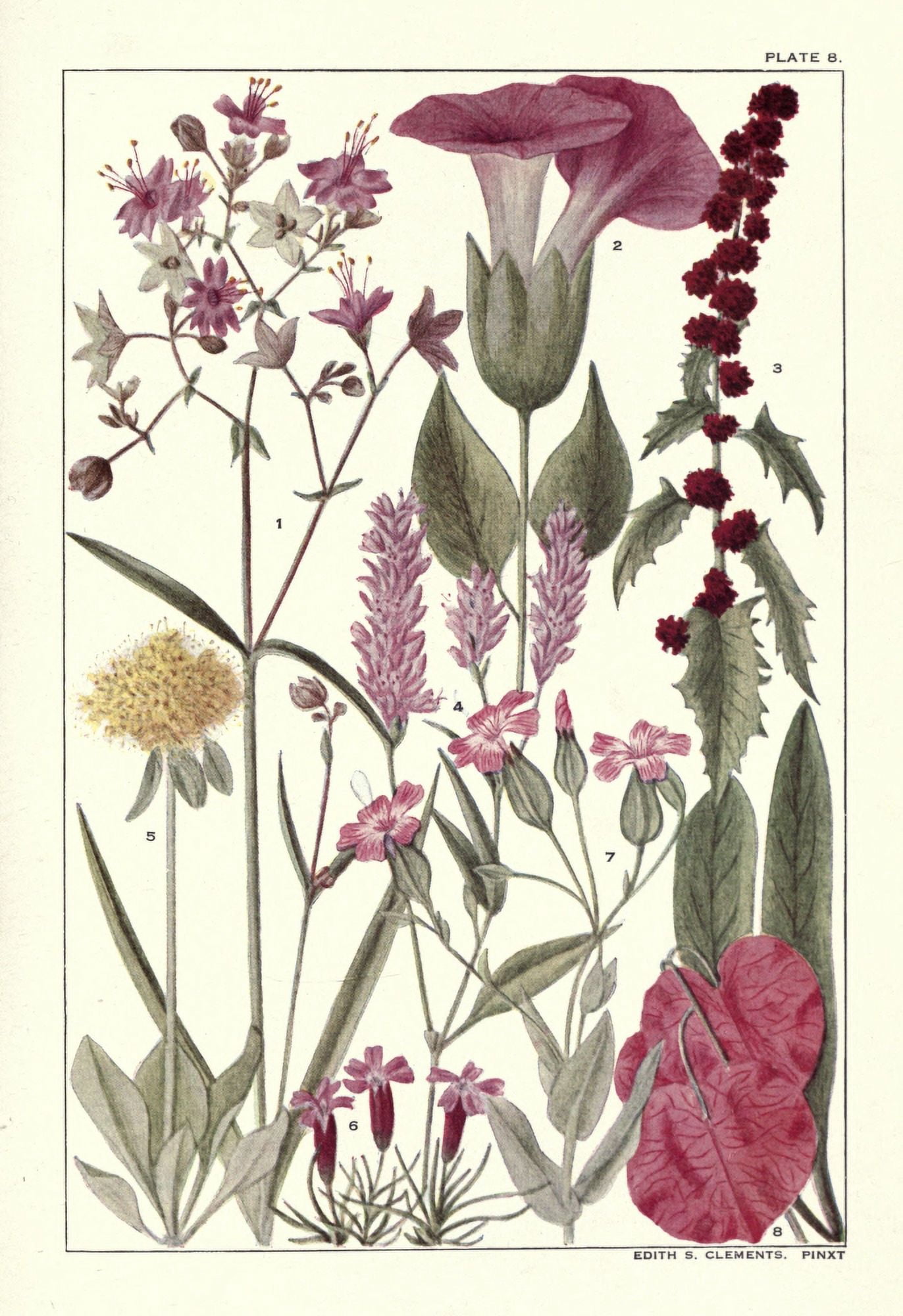 Rocky Mountain Flowers 1914 Plate 8 Canvas Art - Unknown (18 x 24)