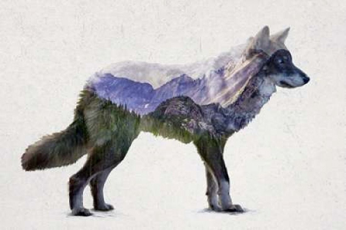 Rocky Mountain Grey Wolf Canvas Art - Davies Babies (12 x 18)